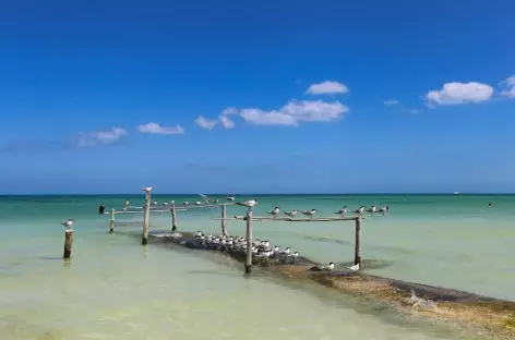 Holbox