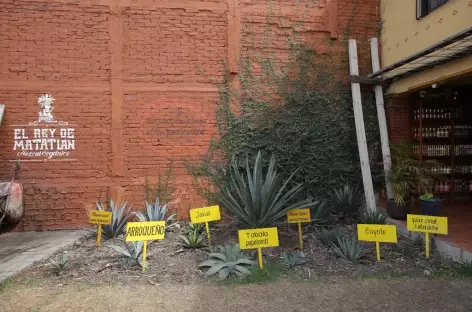 Différents type d'Agave à la distillerie de Mezcal - Mexique - 