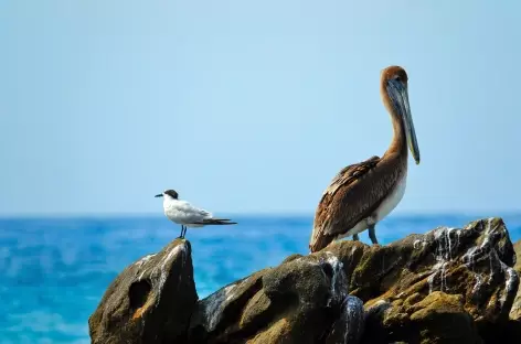 Puerto Escondido_Mexique - 