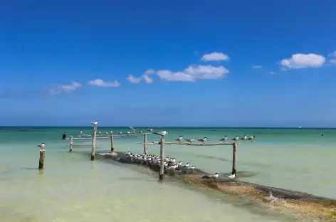 Holbox_Mexique