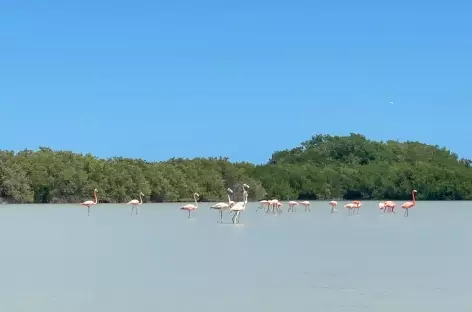 Colonies de flamants rose dans la lagune_Merida_Mexique