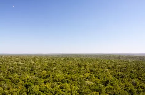 Jungle près d'El Mirador _Mexique
