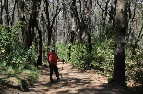 Ascension du volcan Malinche (4461 m), dans la forêt de pins