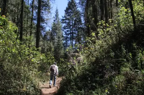 Balade dans la réserve des Papillons Monarques