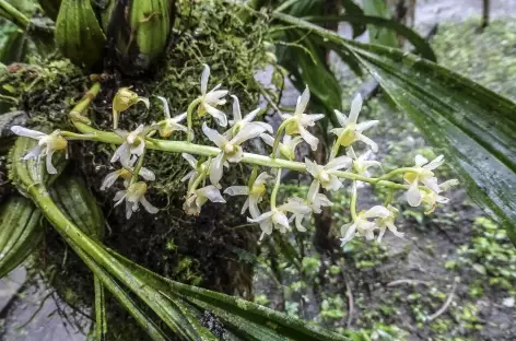 Une orchidée - Nicaragua
