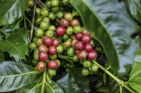 Balade dans une plantation de café - Nicaragua