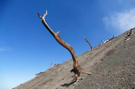 Arbre calciné sur le volcan San Cristobal