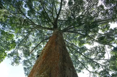 Forêt à la Dalia