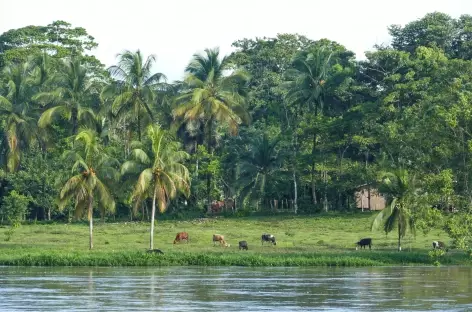 Les rives du rio San Juan