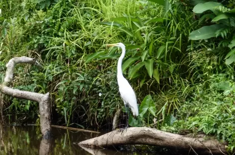 Aigrette