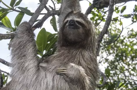 Un paresseux en plein étirement ! - Panama