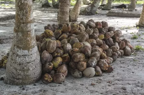 La richesse des îles San Blas, la noix de coco ! - Panama