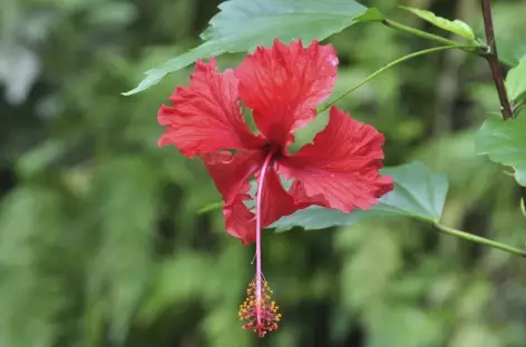 Fleur tropicale - Panama