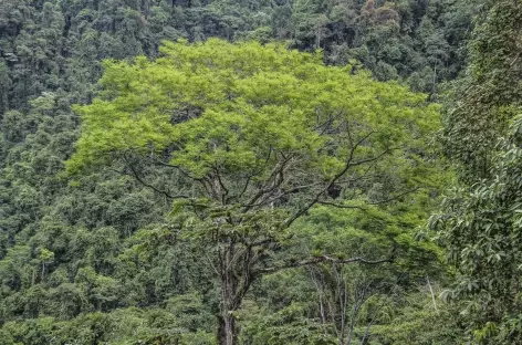 Beauté des arbres dans le parc du volcan Baru - Panama