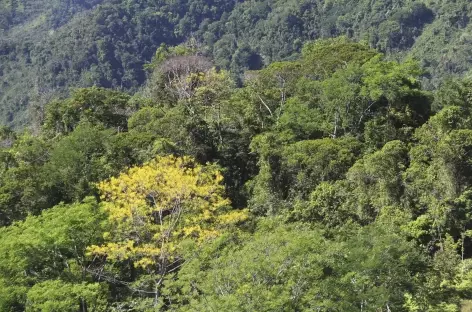 Beauté des arbres dans le parc du volcan Baru - Panama