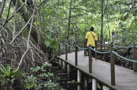 Archipel Bocas del Toro, balade sur l'île de Bastimentos - Panama - 