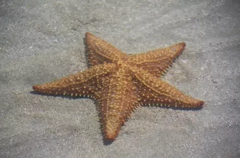 Archipel Bocas del Toro, étoile de mer sur l'île Colon - Panama - 
