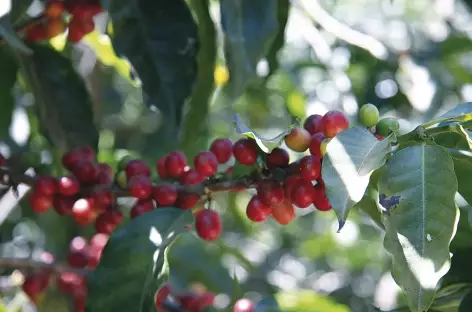 Dans une plantation de café - Panama