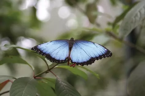 Un papillon morpho - Panama