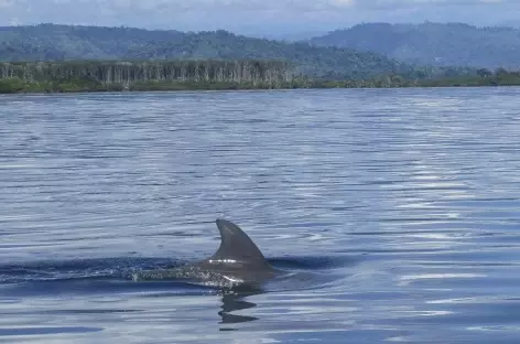 Rencontre avec un dauphin dans le parc national Bastimentos - Panama