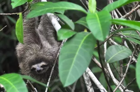 Bébé paresseux sur l'archipel de Bocas del Toro - Panama - 