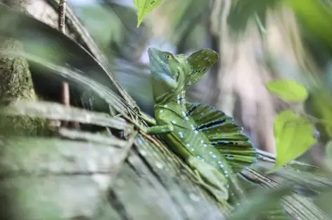 Basilic des côtes caraïbes - Costa rica