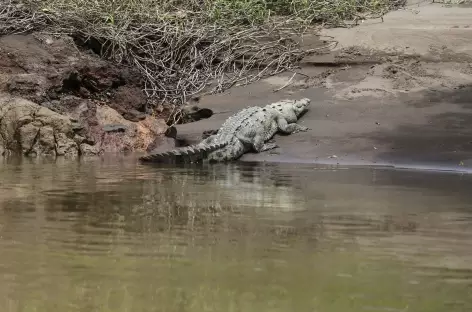 Caiman - Costa Rica