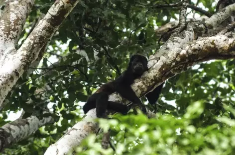 Singe hurleur - Costa Rica