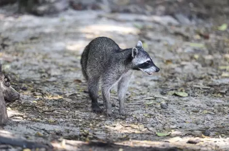 Coati à nez blanc - Costa Rica