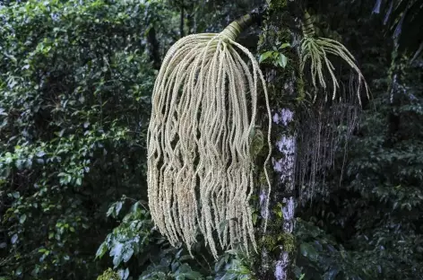 Parc Arenal - Costa Rica