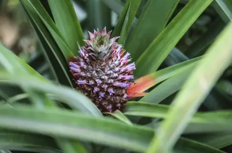 Ananas - Costa Rica