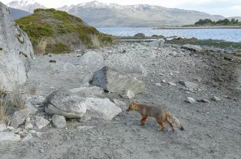 Croisière en Patagonie, Anse Almirantazgo et glacier Marinelli