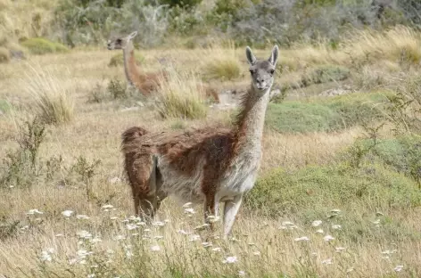 Guanacos dans la vallée de Chacabuco - Chili