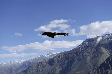 Vol de condor au-dessus du canyon de Colca  - Pérou - 