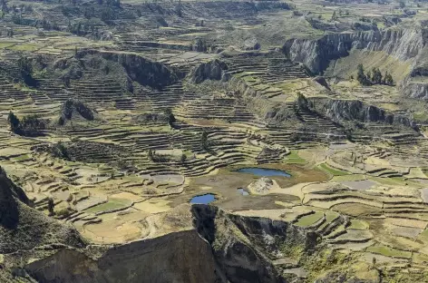 Les champs en terrasses dans le canyon de Colca - Pérou - 