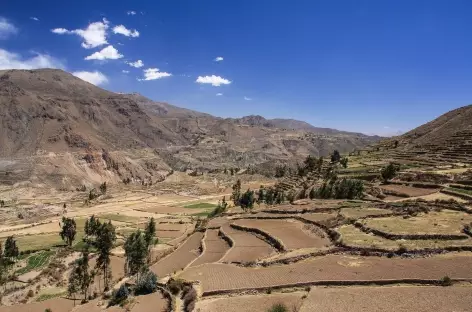 Cultures en terrasse dans le canyon de Colca - Pérou