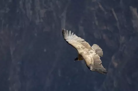 Le vol majestueux du condor - Pérou