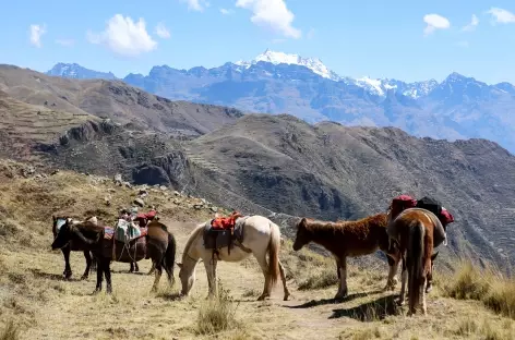 Entre Patabamba et Huchuy Qosqo - Pérou