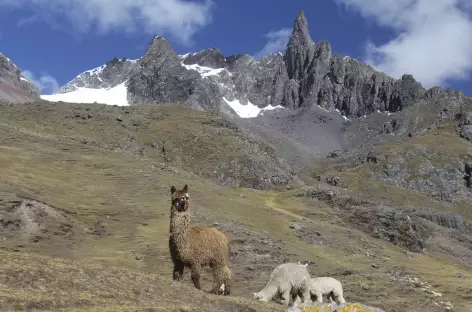 Troupeau d'alpaga dans la Cordillère Vilcanota - Pérou