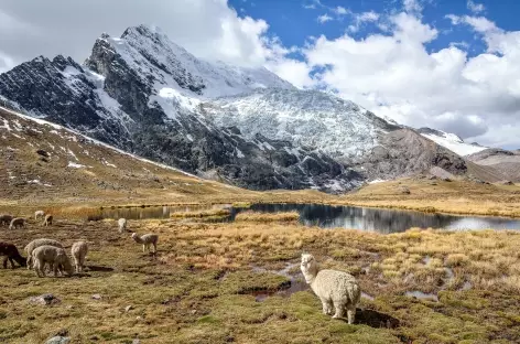 Alpagas au pied de la face Ouest de l'Ausangate - Pérou