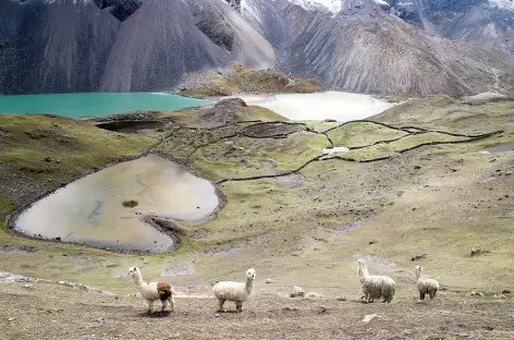 Cordillère Vilcanota, alpagas et lagunes multicolores - Pérou