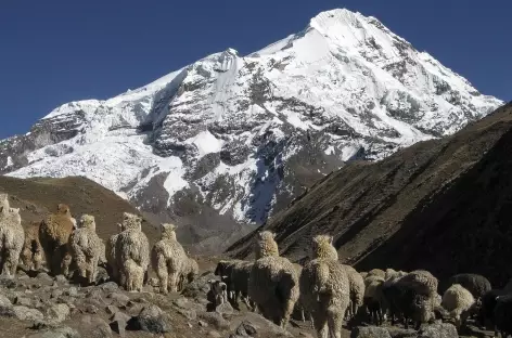 Troupeau d'alpagas près d'Huchuy Phinaya - Pérou