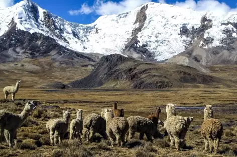 Alpagas et montagnes face à la laguna Ccascana - Pérou