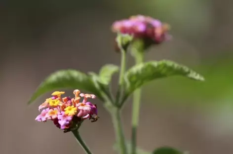 Cordillère de Vilcabamba, ambiance tropicale - Pérou