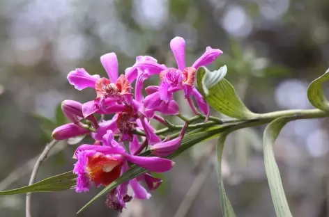 Orchidée au bord du chemin - Pérou