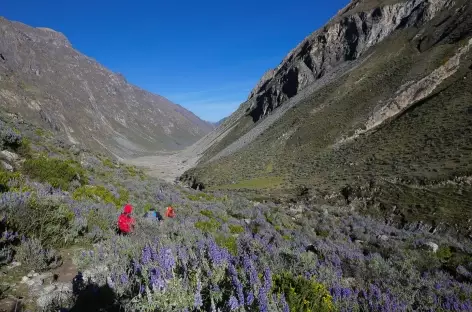 Descente vers Huayllapa - Pérou