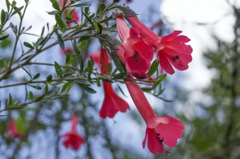 La kantuta, fleur symbole des Andes - Pérou