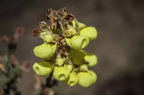 Fleur des Andes - Pérou