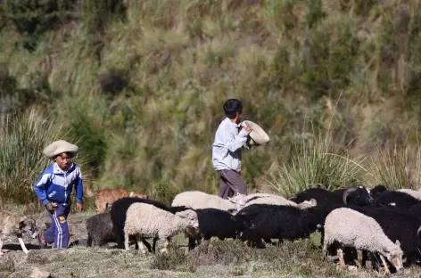 Jeunes bergers dans la cordillère - Pérou