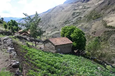 Dans la quebrada Huaripampa - Pérou